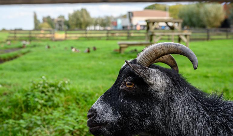 Geit in de wei met bebouwing op de achtergrond