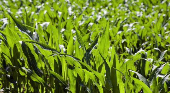 Grondstoffen voor alternatieve energiewinning: maïs