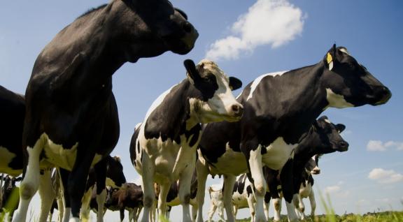 Laatste nieuwsbrief HOME_Zwartbontvee in het weiland