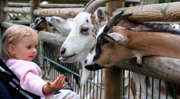 Publicaties_Geiten voeren op de kinderboerderij