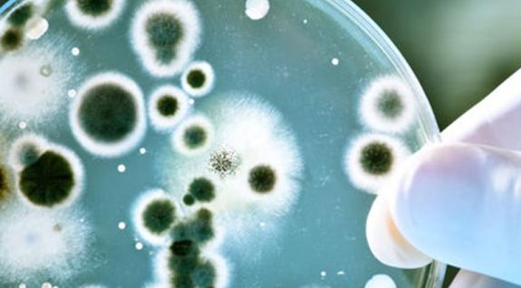 Kennisbericht antibioticaresistentie