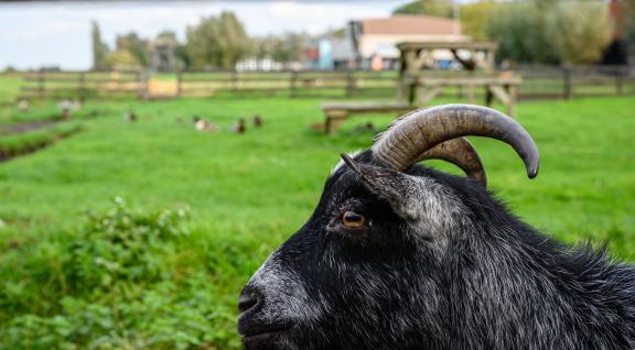 Geit in de wei met bebouwing op de achtergrond